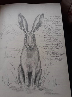 Pencil drawing of a hare from the Langley Gatehouse log book