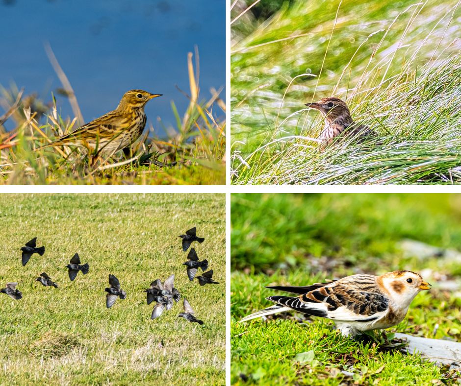 A collage of birds amongst long grasses