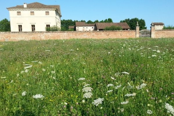 View from field of wild flower to Villa Saraceno