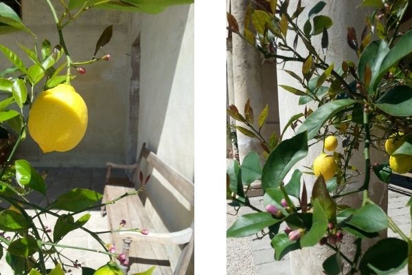 Lemons growing at Villa Saraceno