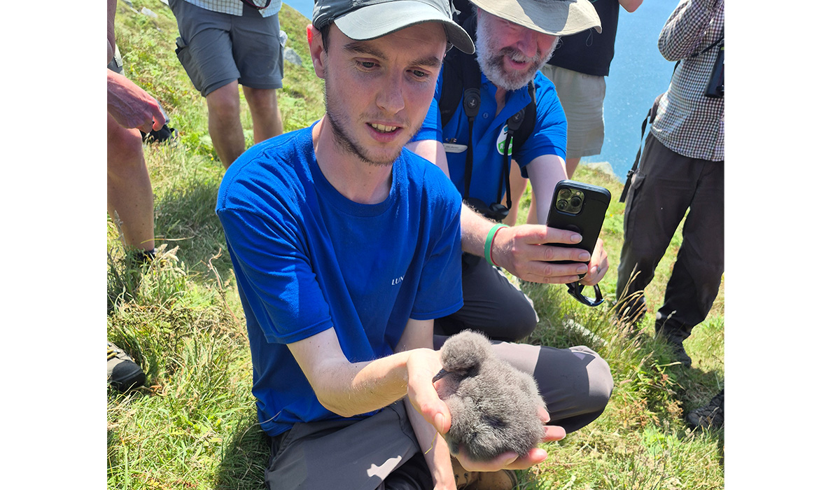 Lundy birds - Shearwater chick 1200x700.jpg