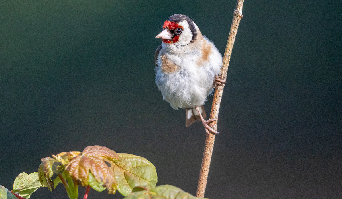 A small white, red and black bird sat on a small branch