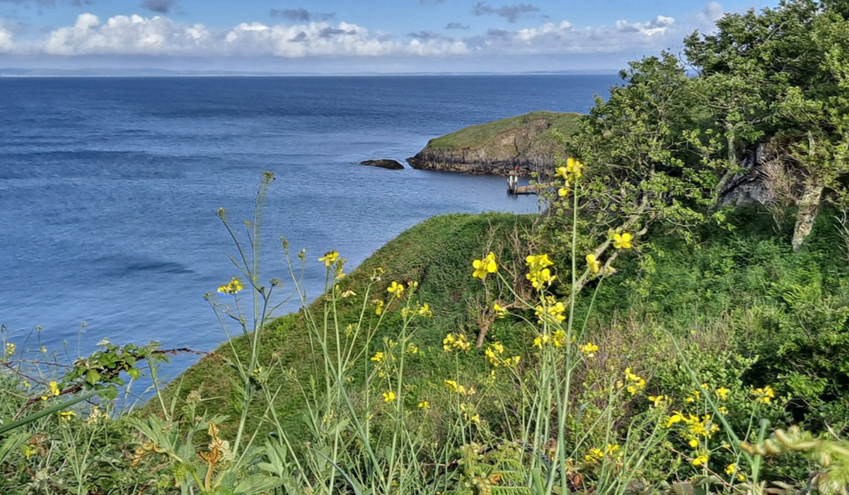 a plant with yellow petals growing on a cliff side with the sea in the background.