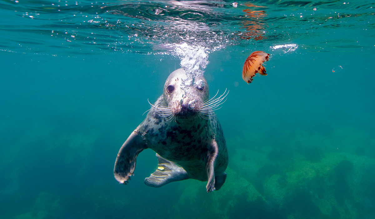 A grey seal and an orange jellyfish under the blue sea.