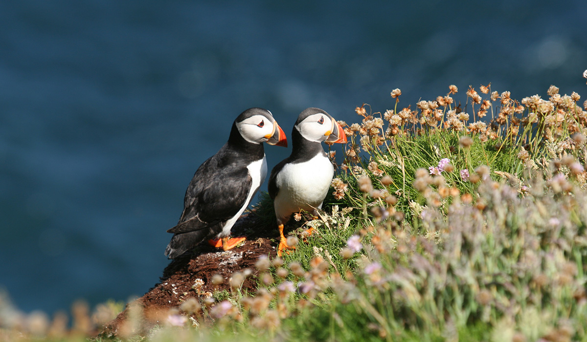 Lundy summer - puffins marisco - 1200x700.jpg