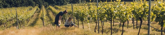 Vineyard stays 3200x690