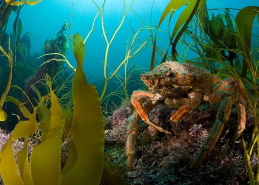 Spider Crab Lundy 900x642