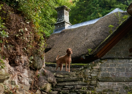 dog-friendly-pond-cottage