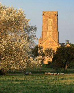 A church tower with a blossom tree in the foreground
