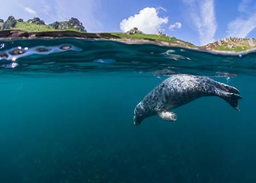 Lundy-exterior-sealdiving-450x321