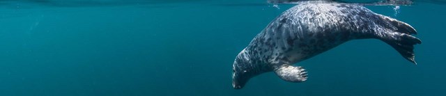 Lundy-exterior-sealdiving-1600x345
