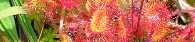Lundy-exterior-carniverousplants-1600x345