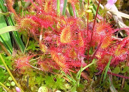 lundy-exterior-carniverousplants-450x321