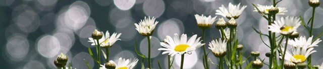 lundy-exterior-floweringplants-1600x345