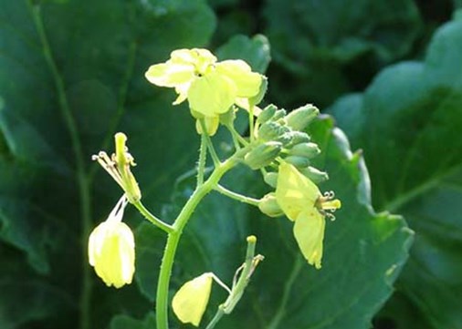 Lundy-exterior-floweringplants-450x321