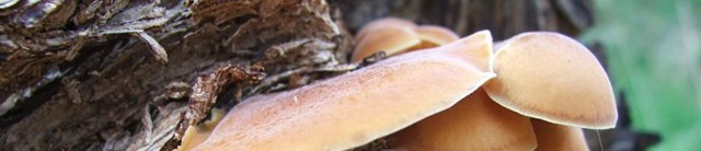 Lundy-exterior-fungi-1600x345