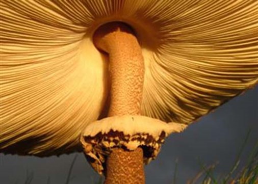 Lundy-exterior-fungi-450x321