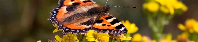 Lundy-exterior-invertebrates-1600x345