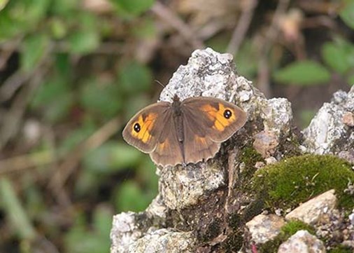 lundy-exterior-invertebrates-450x321