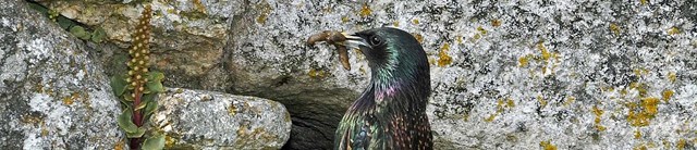 Lundy-exterior-landbirds-1600x345