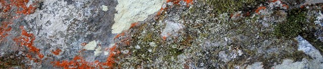 Lundy-exterior-lichen-1600x345