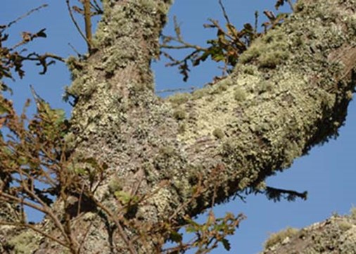 lundy-exterior-lichen-450x321