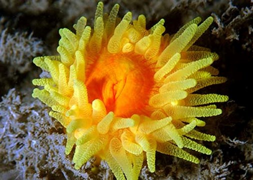 Lundy-exterior-marinelife-450x321