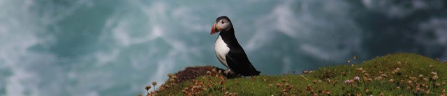 Lundy-exterior-seabird-1600x345