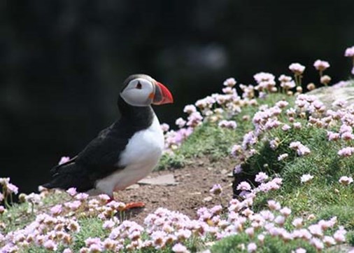 Lundy-exterior-seabird-450x321