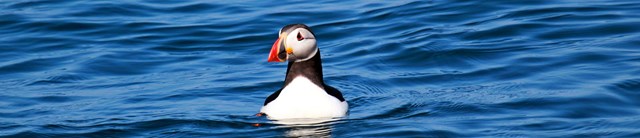 Lundy-exterior-wildlife-1600x345