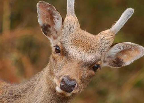 Lundy-exterior-wildlife-450x321