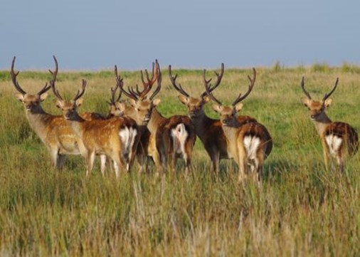 Lundy  Deer 450x321