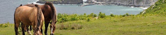 Lundy-3200x690 (6)