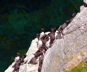 lundy-soaringseabirds-600x500