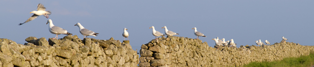 lundy50-hero-1600x345