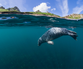 lundy50-seal-wildlifeprotection-600x500