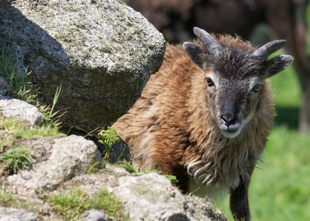 A small brown goat surrounded by grass and rocks