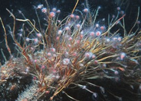 48.-Hydroids-(K.-Hiscock)