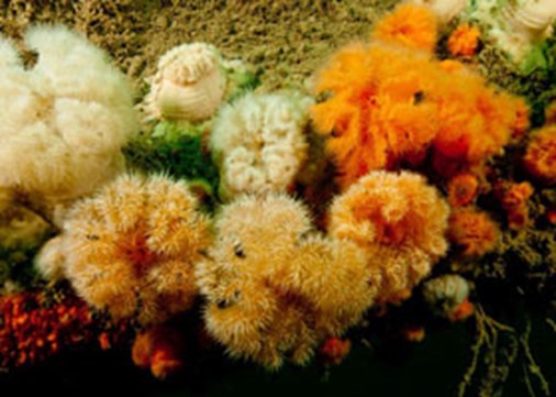 49.-Plumose-anemone-M.Deato