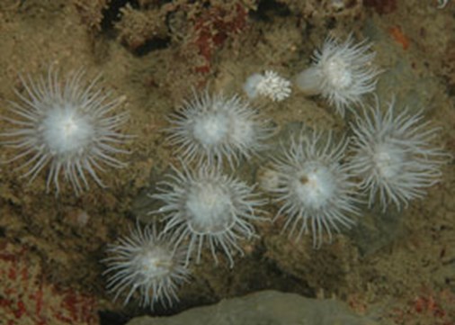 50.-Sandalled-anemones-(K.-