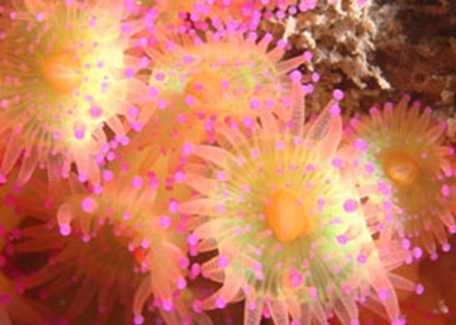 51.-Jewel-Anemone---J.--Wri