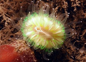 52.Devonshire-Cup-coral-2--