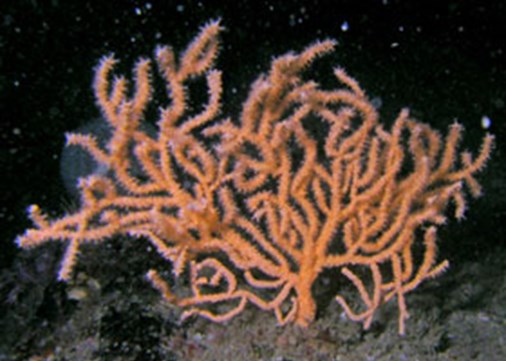 54.-pinkseafan_P.newland