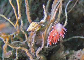 56.NudibranchP.Newland