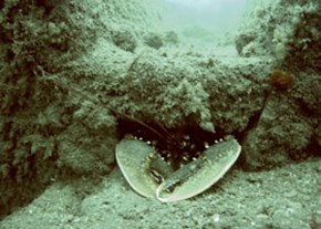 58.-common_lobster-(wessex)