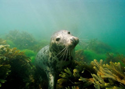 lundy-diving