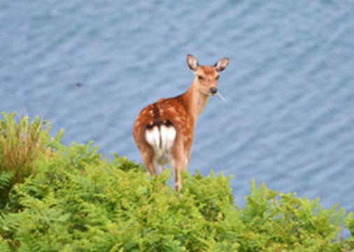 lundy-mammals