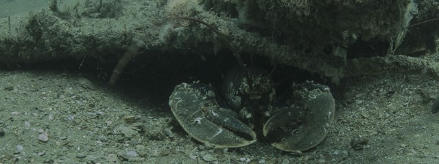 iona-hero-marinelife