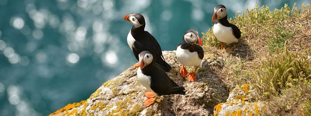 lundy-birdwatching-hero