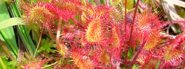 lundy-carnivorous-plants